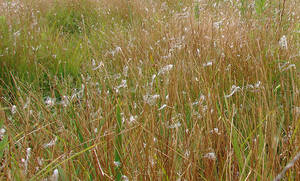Photo by: Steven Daniel. Photo taken: Lewis Co., NY: 15 Jul 2012