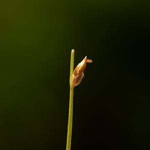 Photo by: Kyle J. Webster. Photo taken: Warren County, NY: 05 June 2022