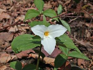 Photo by: Andrew Nelson - Rice Creek Field Sta., SUNY Oswego Photo taken: Oswego County, NY: 18 Apr 2002