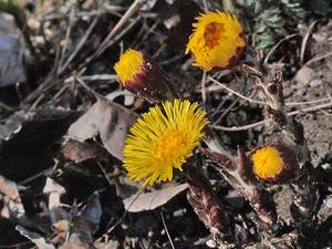 Photo by: Andrew Nelson - Rice Creek Field Sta., SUNY Oswego Photo taken: Oswego County, NY: 10 Apr 2002