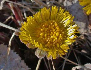 Photo by: Andrew Nelson - Rice Creek Field Sta., SUNY Oswego Photo taken: Oswego County, NY: 10 Apr 2002