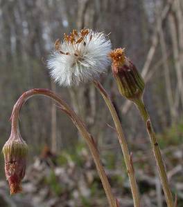 Photo by: Andrew Nelson - Rice Creek Field Sta., SUNY Oswego Photo taken: Oswego County, NY: 27 Apr 2002