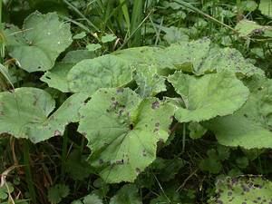 Photo by: Andrew Nelson - Rice Creek Field Sta., SUNY Oswego Photo taken: Oswego County, NY: 18 Sep 2002