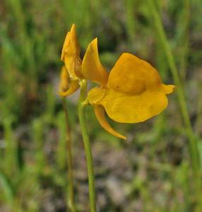 Photo by: Andrew Nelson - Rice Creek Field Sta., SUNY Oswego Photo taken: Oswego County, NY: 14 Jul 2003