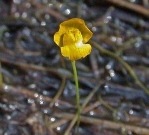 Photo by: Andrew Nelson - Rice Creek Field Sta., SUNY Oswego Photo taken: Oswego County, NY: 19 Sep 2002