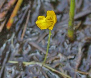 Photo by: Andrew Nelson - Rice Creek Field Sta., SUNY Oswego Photo taken: Oswego County, NY: 19 Sep 2002