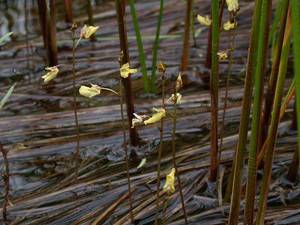 Photo by: Andrew Nelson - Rice Creek Field Sta., SUNY Oswego Photo taken: Oswego County, NY: 12 Jun 2003