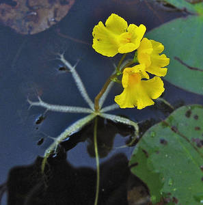 Photo by: Jacqueline Donnelly. Photo taken: Saratoga Co., NY: 30 Aug 2010