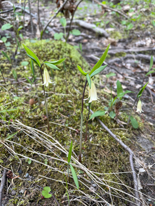 Photo by: Brandon A. Cohen. Photo taken: Ulster County, NY: 24 April 2021