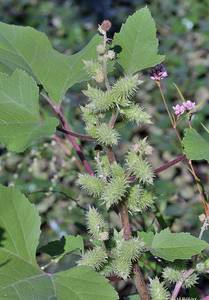 Photo by: Andrew Nelson - Rice Creek Field Sta., SUNY Oswego Photo taken: Oswego County, NY: 02 Sep 2008