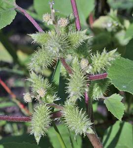 Photo by: Andrew Nelson - Rice Creek Field Sta., SUNY Oswego Photo taken: Oswego County, NY: 02 Sep 2008