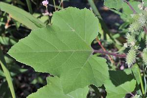 Photo by: Andrew Nelson - Rice Creek Field Sta., SUNY Oswego Photo taken: Oswego County, NY: 02 Sep 2008